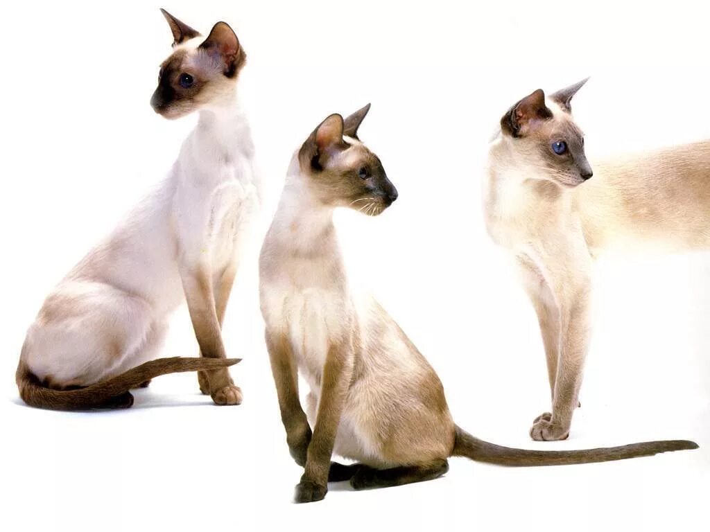 Ориентальная Балинезийская кошка. Сиамская порода кошек. Сиамская Ориентальная кошка. Египетская Сиамская кошка. Сиамская кошка длинная