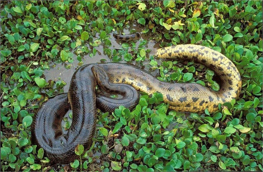 Анаконда змея. Желтобрюхий полоз. Зеленая Анаконда (eunectes murinus). Река Амазонка змея Анаконда.