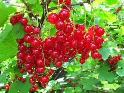 Смородина голландская