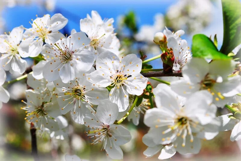 яблони в цвету автор