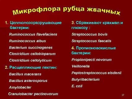 Микрофлора животного