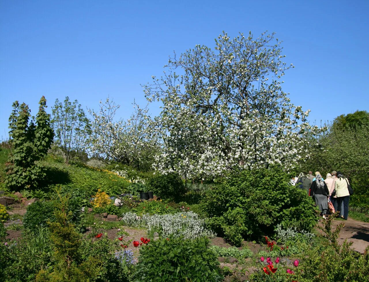 муниципальные сады карелия. ботанический сад петрозаводского государственного университета. муниципальные сады карелия. ботанический сад петргу карелия. муниципальные сады карелия.