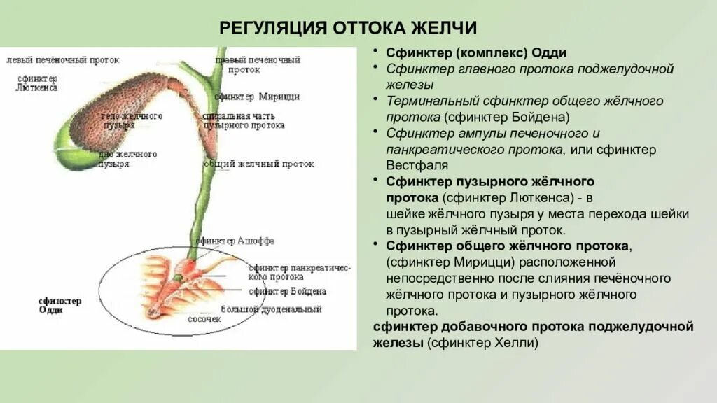 Желчный пузырь действия. Желчный пузырь сфинктер Люткенса. Желчный пузырь сфинктер Одди. Сфинкетр Лютера и Одди.