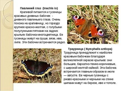 Сколько живет бабочка павлиний глаз
