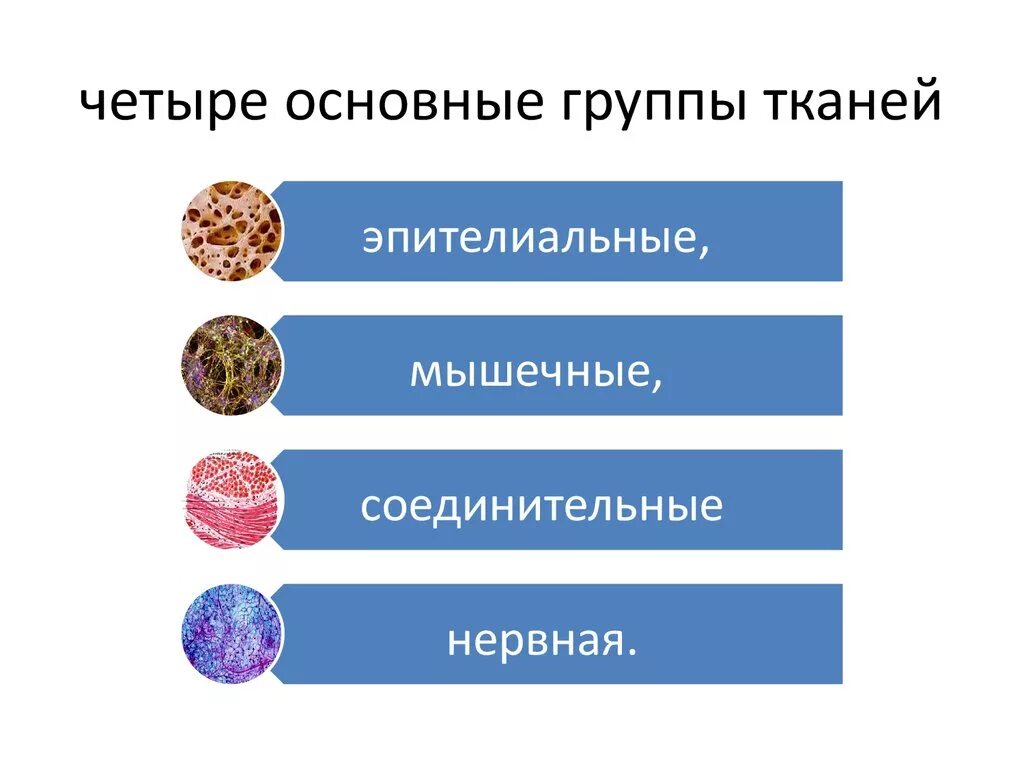 Названия тканей человека. Типы тканей организма человека. Группы тканей.