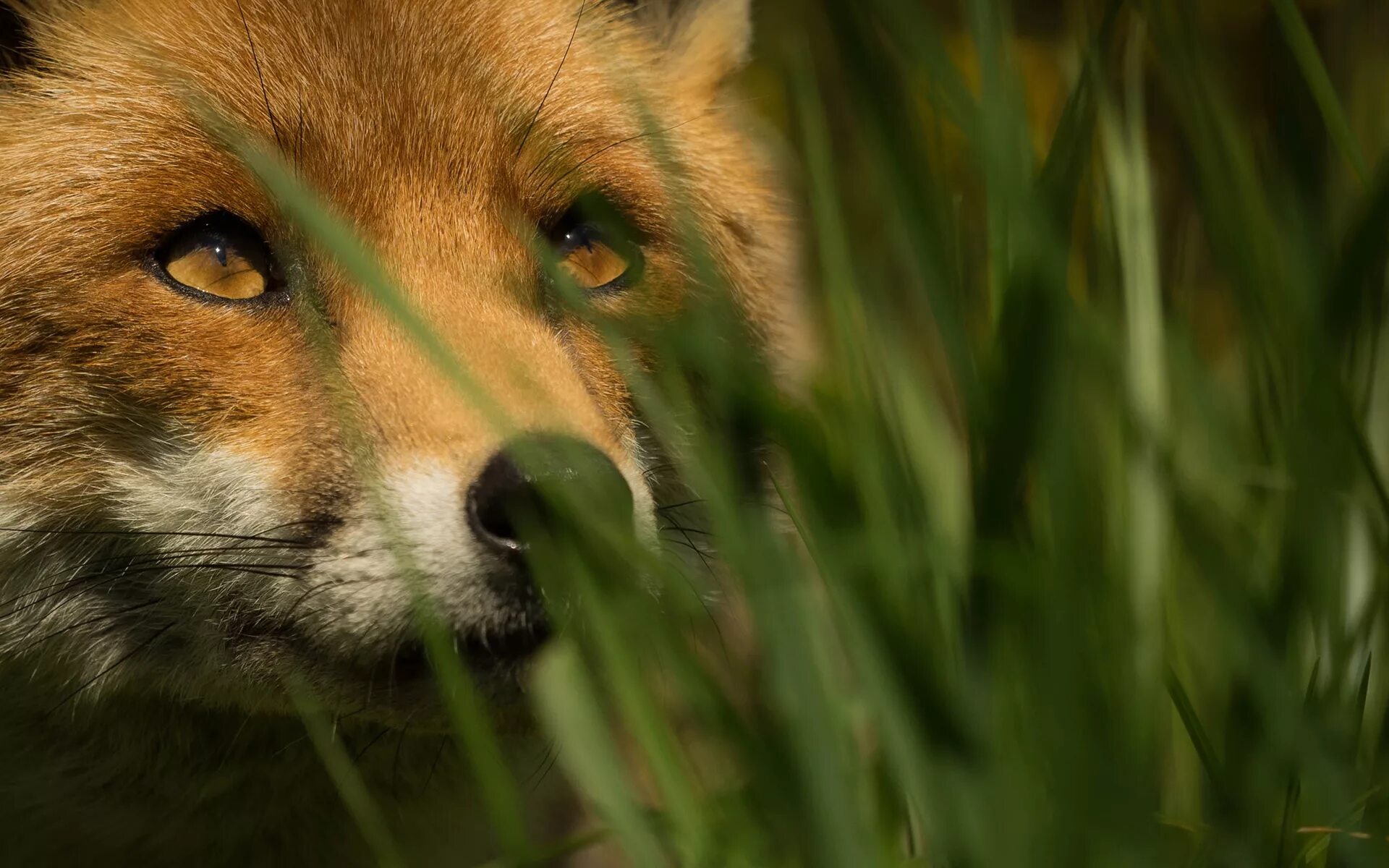 Природа и животные. Лисы. Лиса с зелеными глазами. Лисенок с зелеными глазами. Fox look