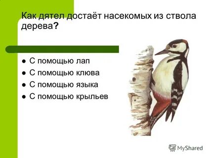 Как спят дятлы