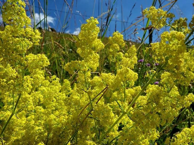 Подмаренник. Маленькие желтые цветочки. Осот желтый полевой. Оранжевые полевые цветы. Желтоголовник луговой.