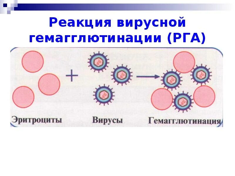 Реакция гемадсорбции на культуре клеток. Положительная реакция гемадсорбции. Вирусная реакция. Реакция задержки гемадсорбции в вирусологии. Реакция торможения гемадсорбции вирусов.