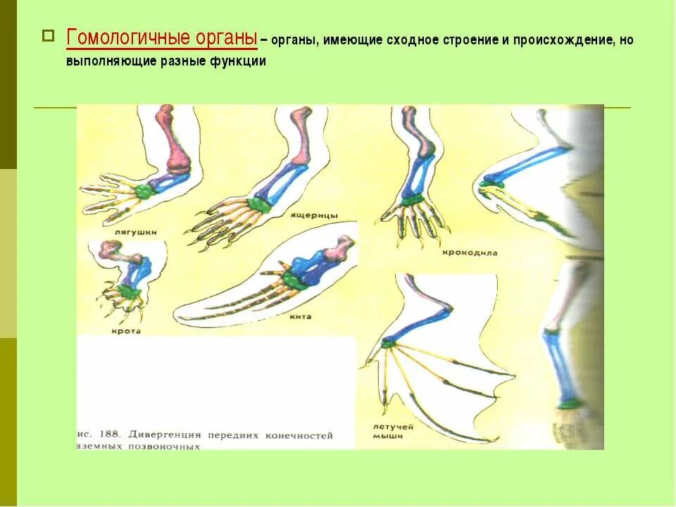 Сходные по строению функциям и происхождению. Происхождение гомологичных органов. Примеры гомологических органов. Гомологичные органы дивергенции.