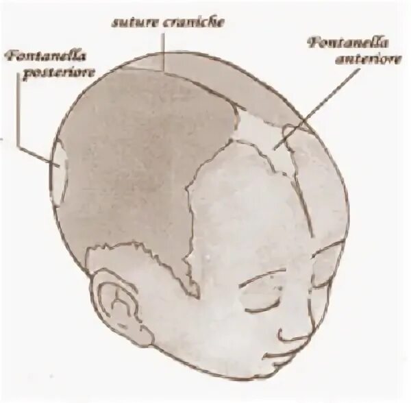 Роднички какие. Темечко у новорожденных темечко. Темечко на голове у новорожденного. Голова новорожденного ребенка сбоку. Форма головы у новорожденных.