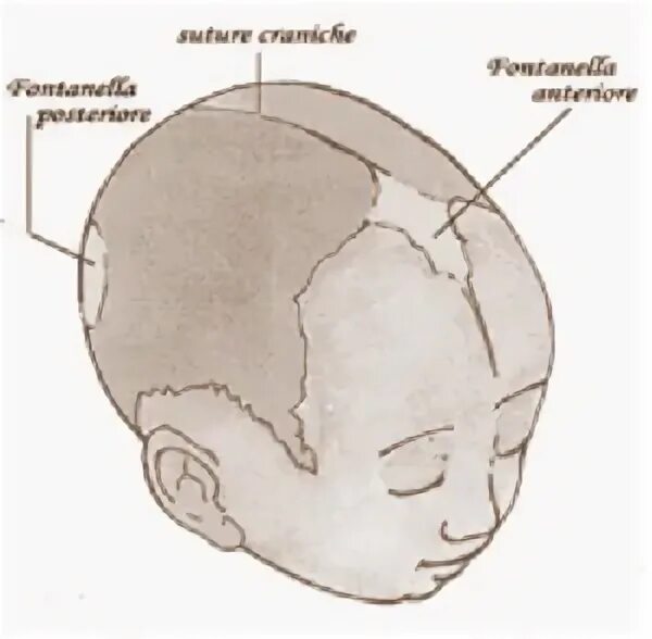 Темечко у новорожденных темечко. Темечко на голове у новорожденного. Голова новорожденного ребенка сбоку. Форма головы у новорожденных. Где родничок у новорожденного