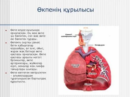 Жалаңаш ранеткидің есегі