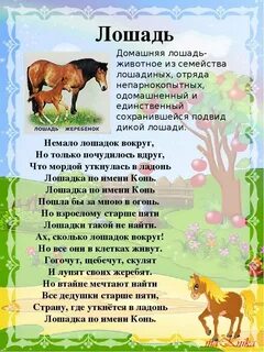 Лошадь это зверь