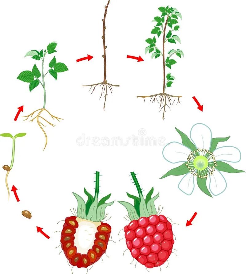При делении жизненного цикла овощных растений. Этапы роста малины. Цикл роста малины. Этапы развития малины. Жизненный цикл малины обыкновенной.