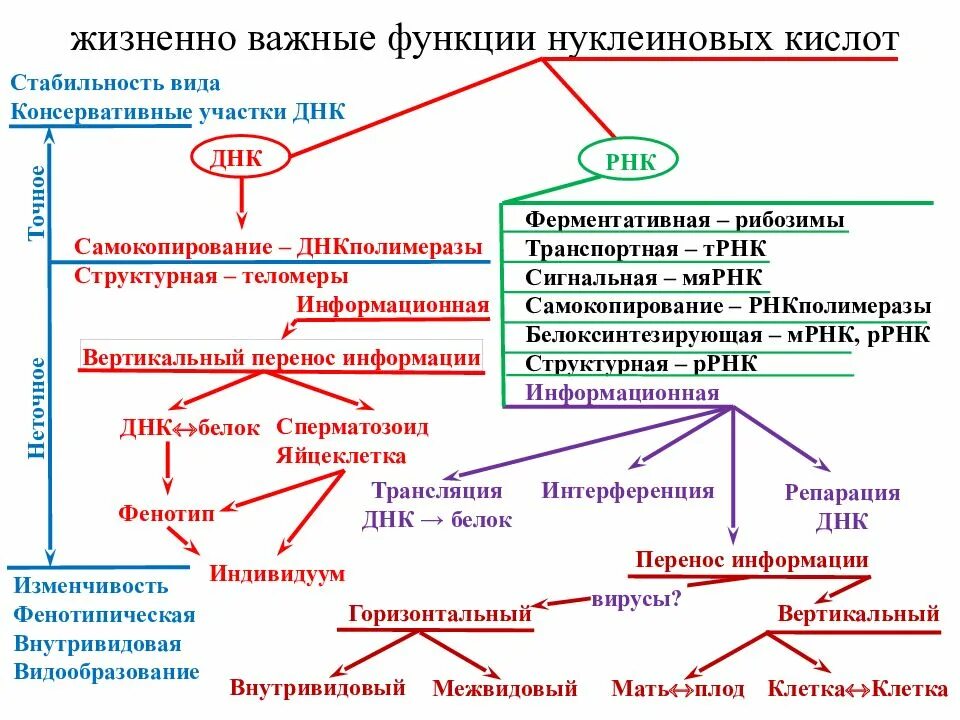 Функции белков и нуклеиновых кислот. Нуклеиновые кислоты опорная схема. ментальная карта нуклеиновые кислоты. интеллект карта нуклеиновые кислоты. днк интеллект карта.