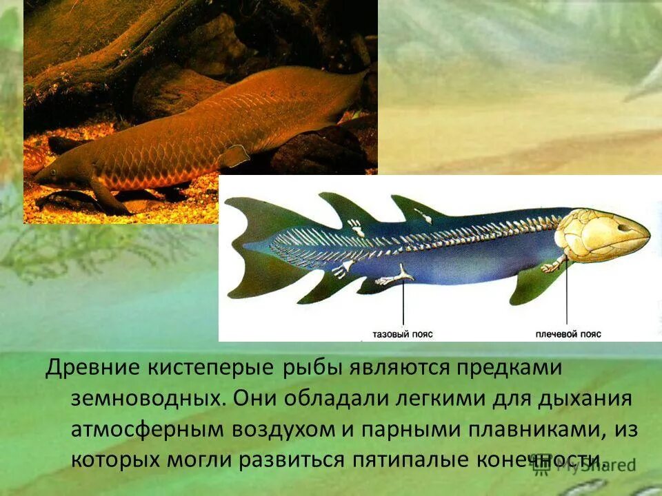 Предки амфибий. Предки амфибий