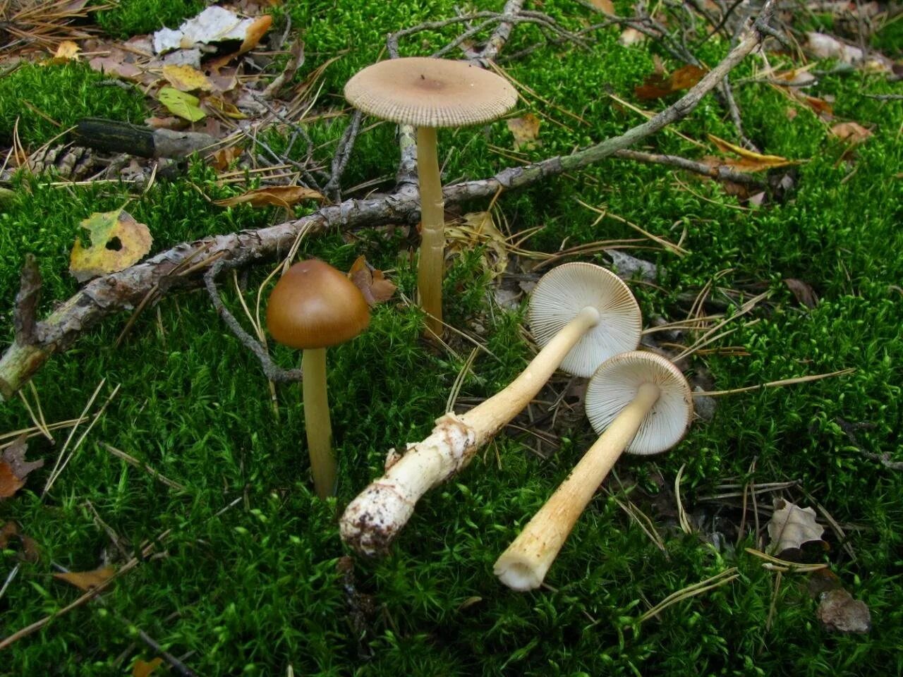 Поплавок желтеющий amanita flavescens. Гриб поплавок. Поплавок жёлто-коричневый (amanita fulva). Поплавок жёлто-коричневый (amanita fulva). Поплавок желто коричневый.