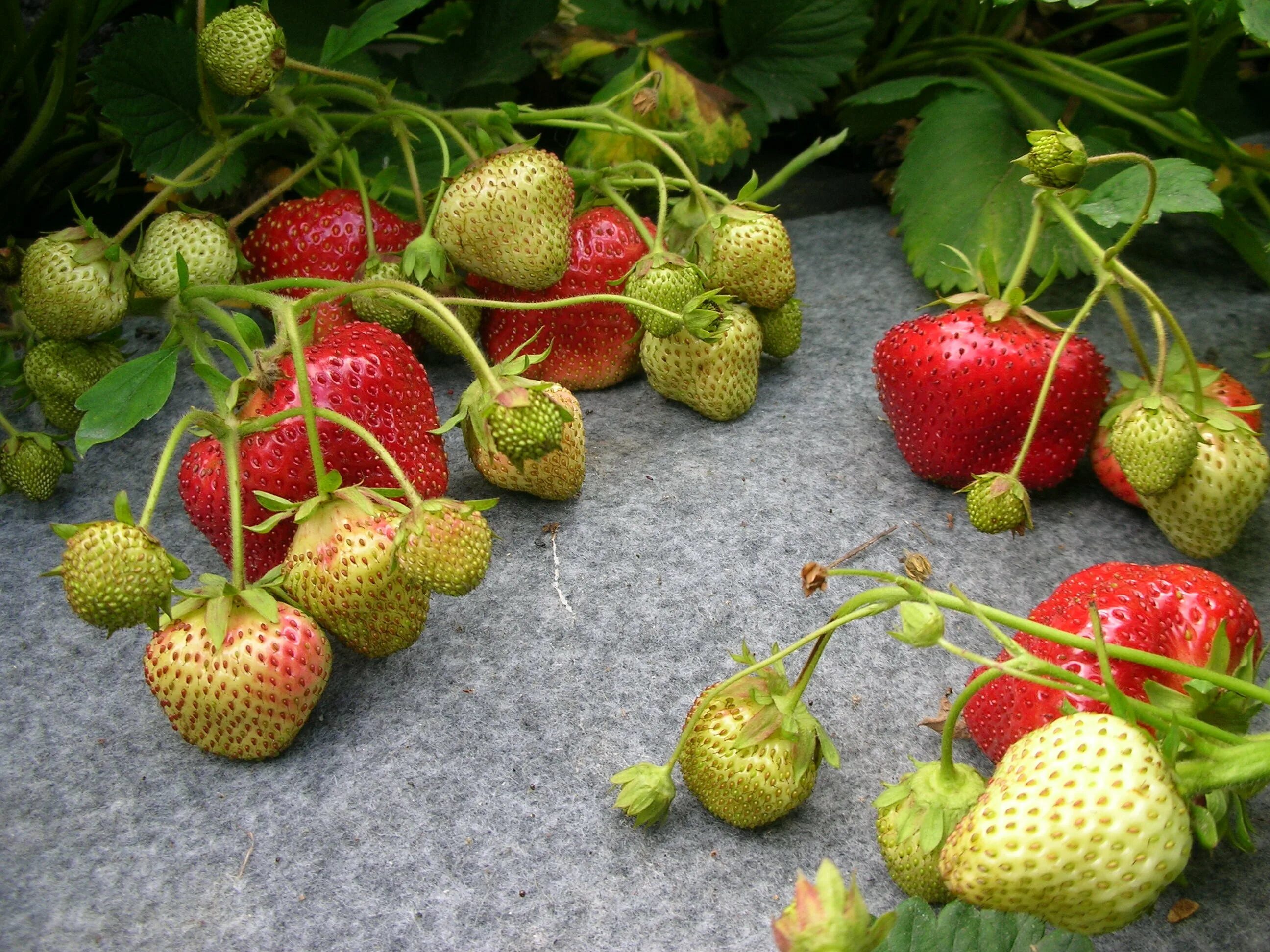Клубника туруси отзывы. Сорт клубники чамора. чамора тарусиклубника. земляника чамора туруси.