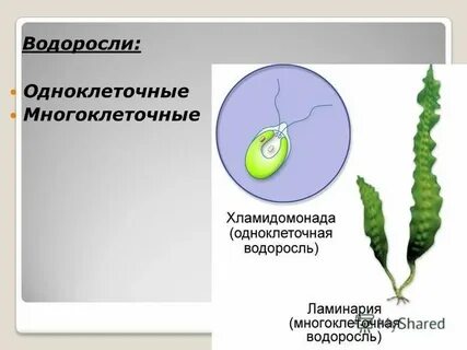 К одноклеточным водорослям относятся