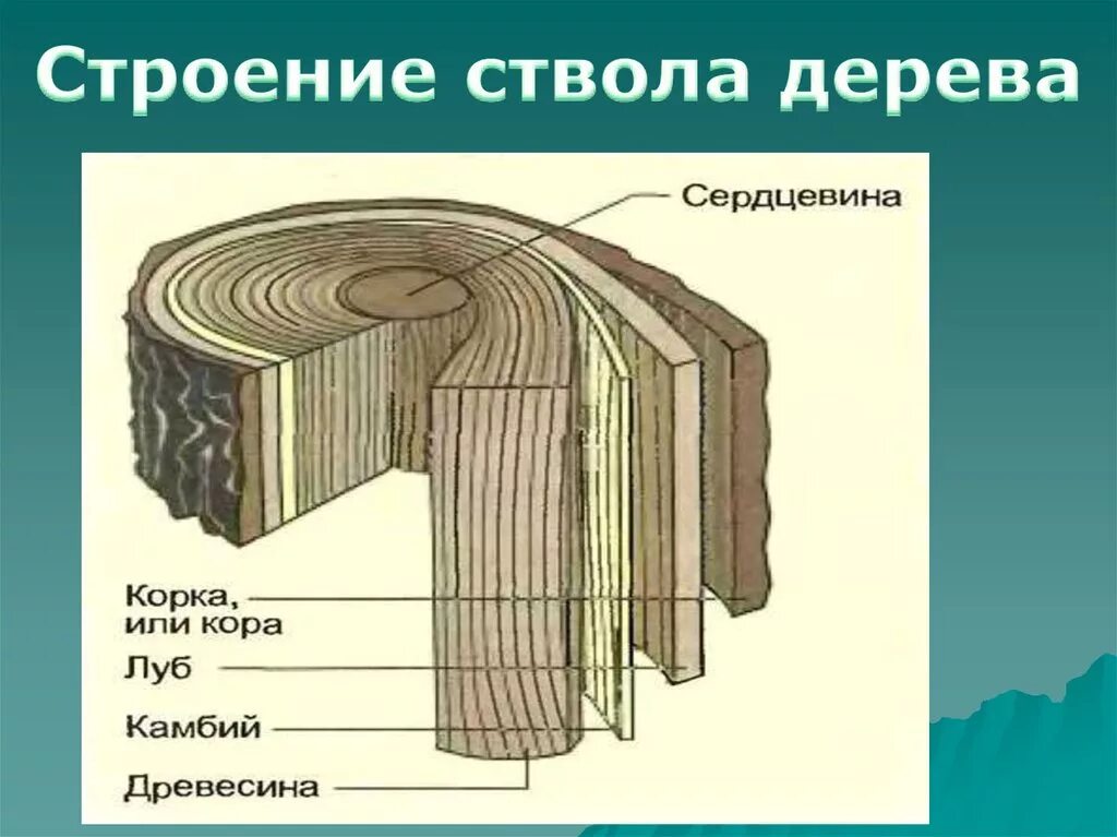 Как называется внутренний слой коры