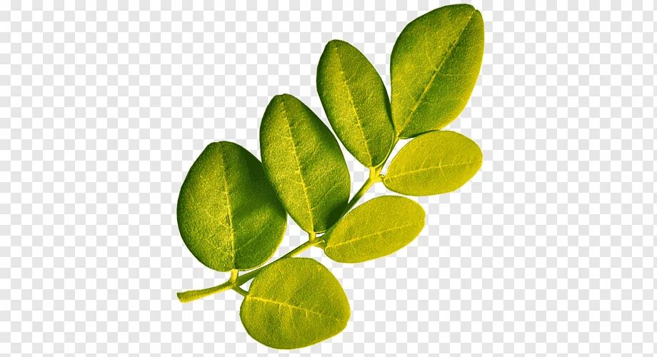 Листики для еды. Листок цветка желтый без фона. Зеленые листья элементы фоны. Ваниль зеленый лист. Green leaf витамины