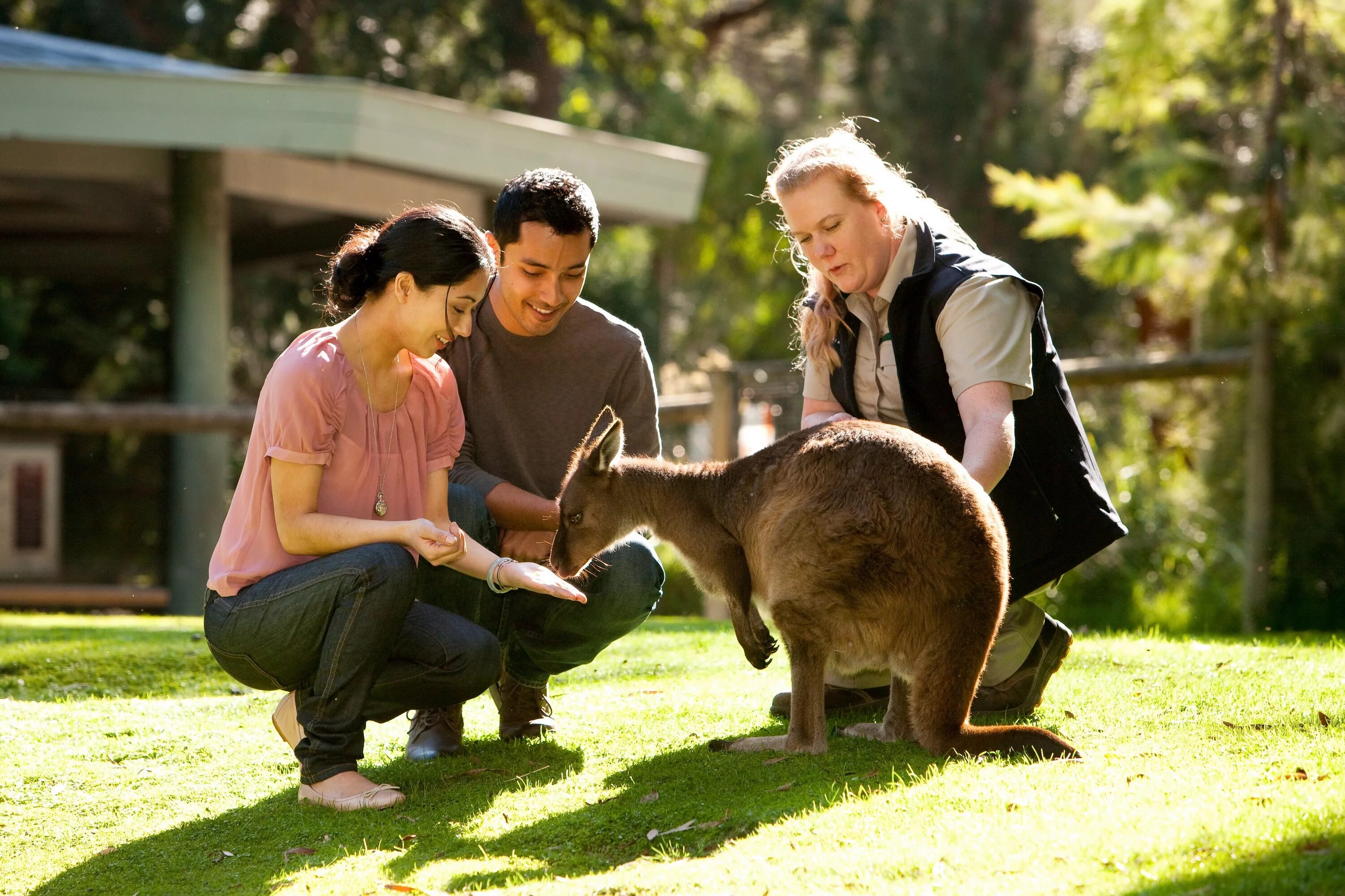 Ярра или драка. Healesville Sanctuary. Заповедник Хилсвилл. Национальный парк Данденонг в Австралии.