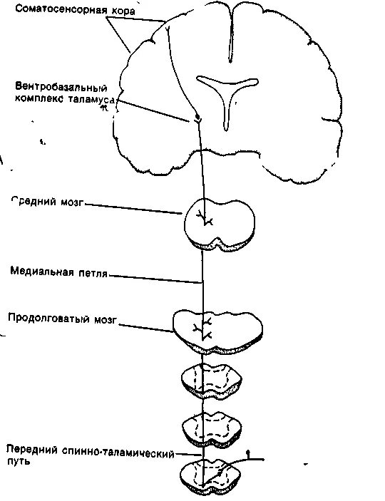 Спинно таламический. Строение соматосенсорного анализатора схема. Соматосенсорный анализатор схема. Проводящие пути соматосенсорного анализатора. Пирамидный путь схема.