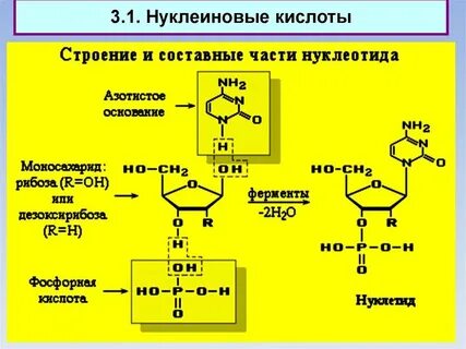 Строение нуклеиновых кислот