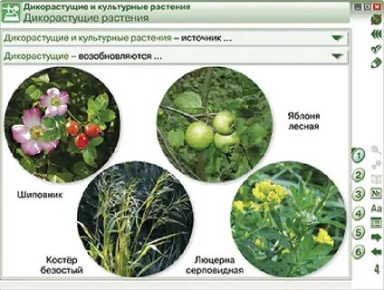Тест растение живой организм