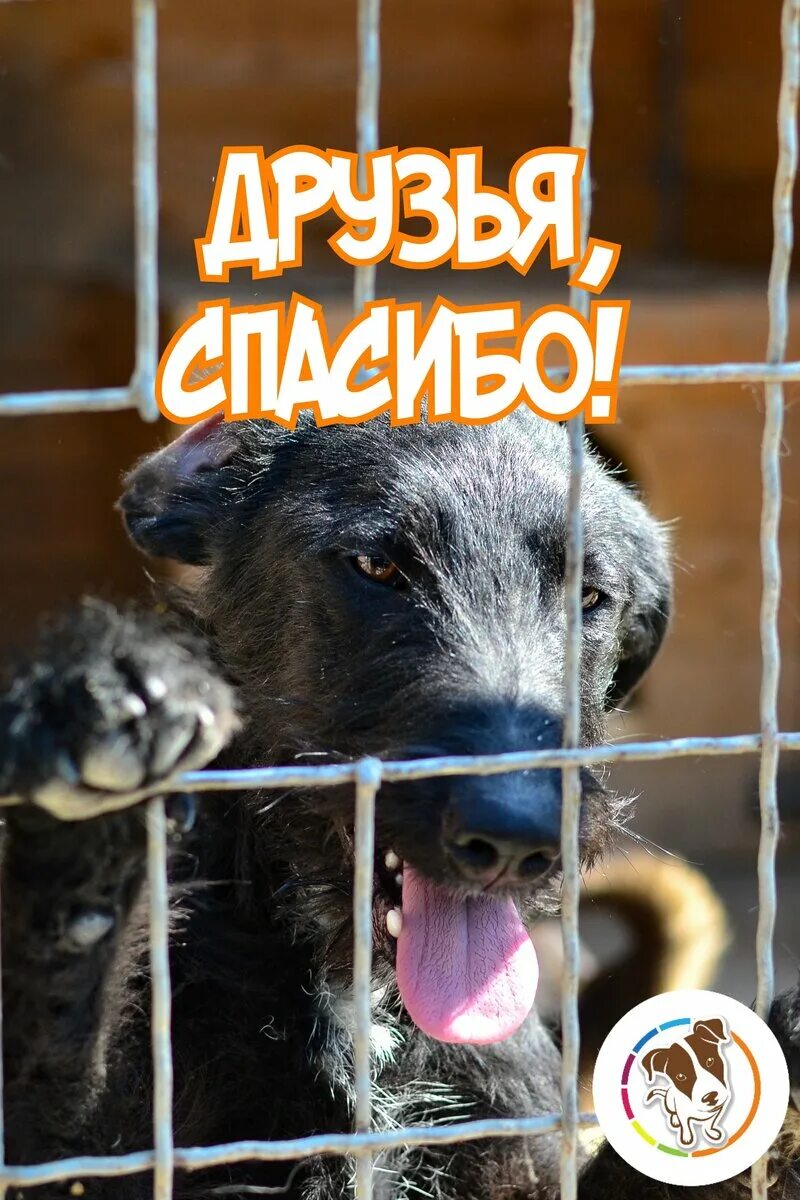 Приют 4 лапки. Приют 4 лапки. Приют 4 лапки. Приют 4 лапки. Приют 4 лапки.