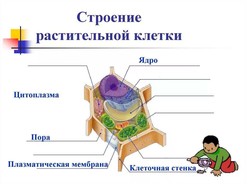 Строение растительной клеточной оболочки. Оболочка клетки мембрана клеточная стенка. клеточная стенка мембрана цитоплазма. плазматическая мембрана растительной клетки. строение оболочки растительной клетки поры.