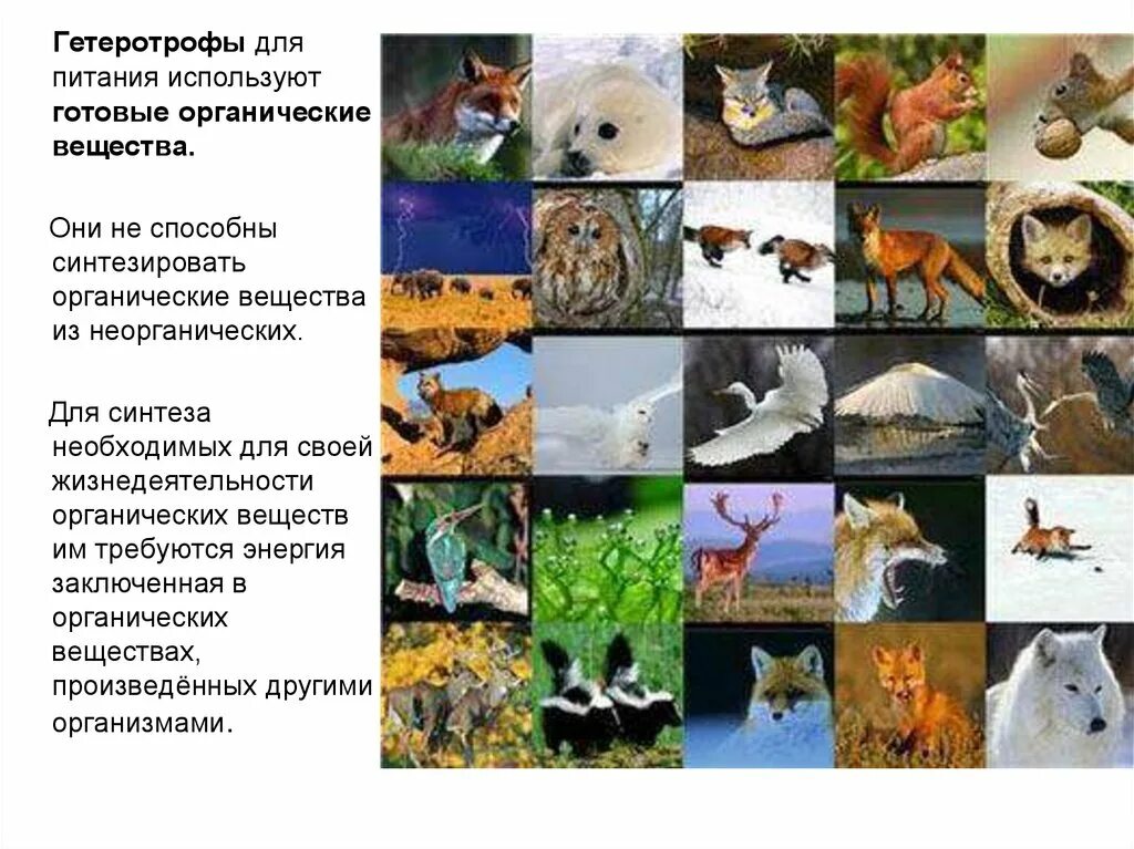 Животные гетеротрофы. Животные и растения питаются готовыми органическими веществами. Чем звери отличаются от других животных. Животное питается готовыми органическими веществами. Животное питается готовыми органическими веществами.