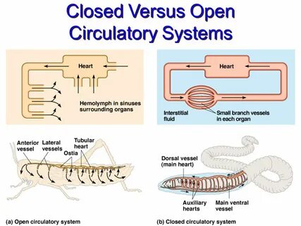 Close vs closed