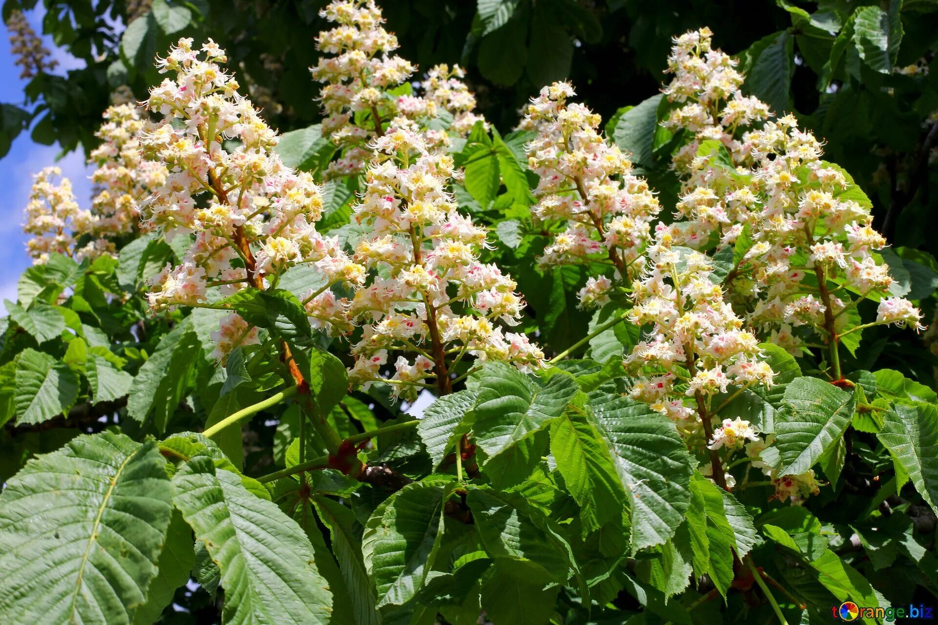 Каштан конский (aesculus). Каштан мелкоцветковый. Каштан конский (aesculus hippocastanum). Цветущий конский каштан. Каштан конский цветение.