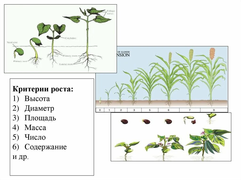 Рост растений. Типы роста растений. Процесс роста растений. Рост растений в высоту. Признаки описывающие рост растения