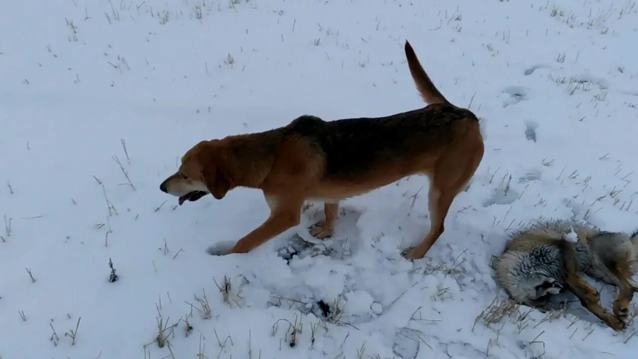 Видео охота лис. Охота с гончими нагонка. Нагонка молодой гончей по зайцу. Русская гончая нагонка. Охота с гончей на зайца 2018.