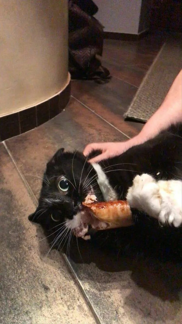 Кот колбаска. Кошка с сосисками. Кот ворует колбасу. Кот стащил колбасу. Кот тырит колбасу.