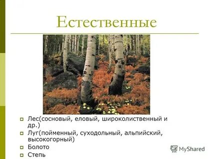 Природное сообщество лес 5 класс биология