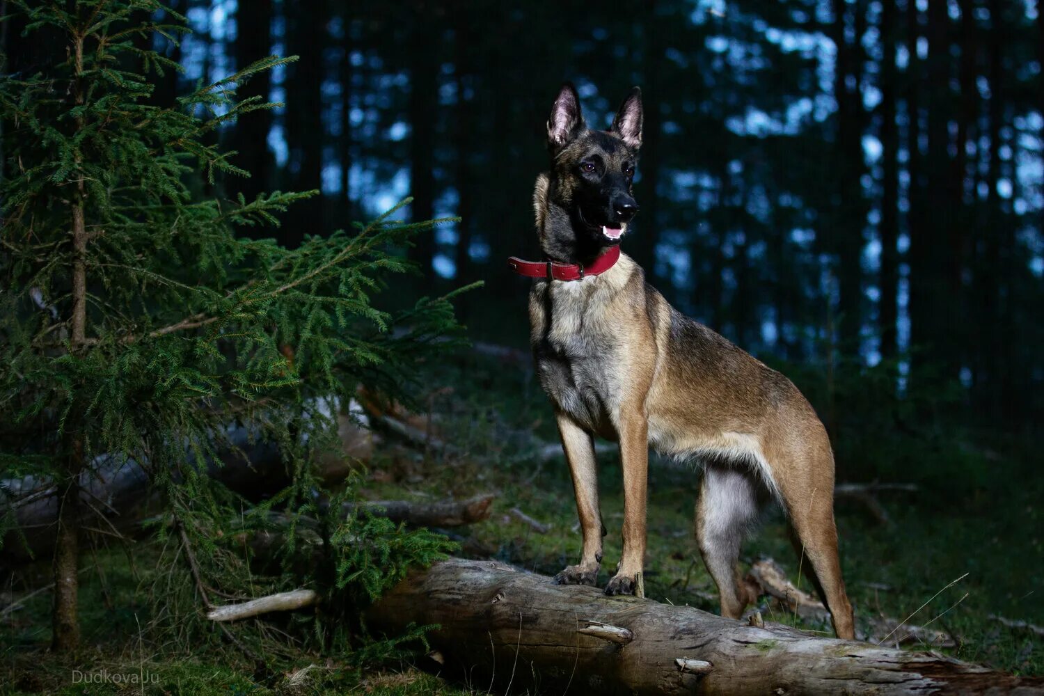 Pin on Belgian Shepherd Malinois dog, Belgian malinois dog, Belgian malinois