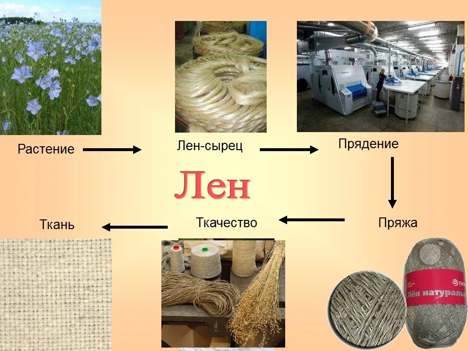 Лён производство ткани. Сырье льняной ткани. Растительные волокна лен. Материал для производства ткани. Для изготовления ткани используют