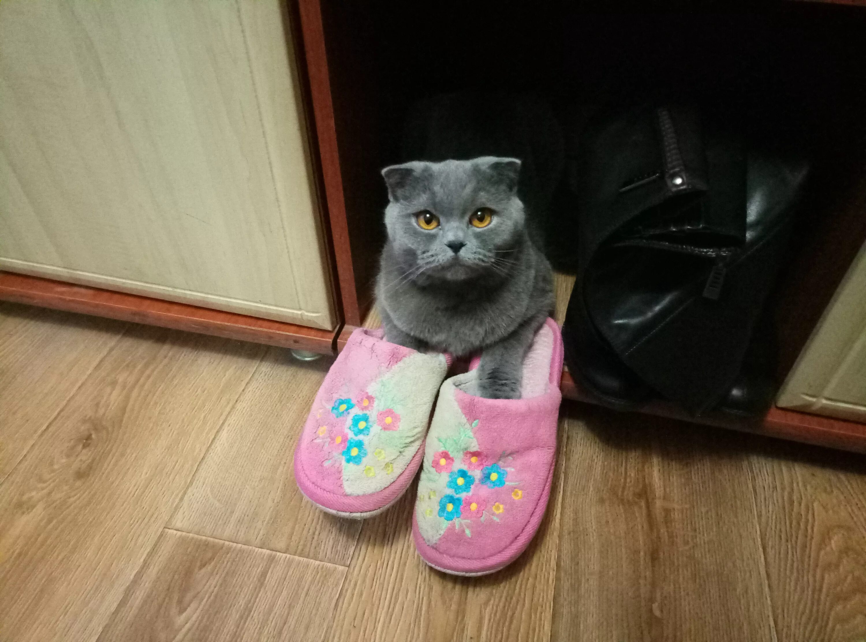 Тапочках в школу. Тапочках в школу. В школу в тапках. Тапки школа. Тапки школа.