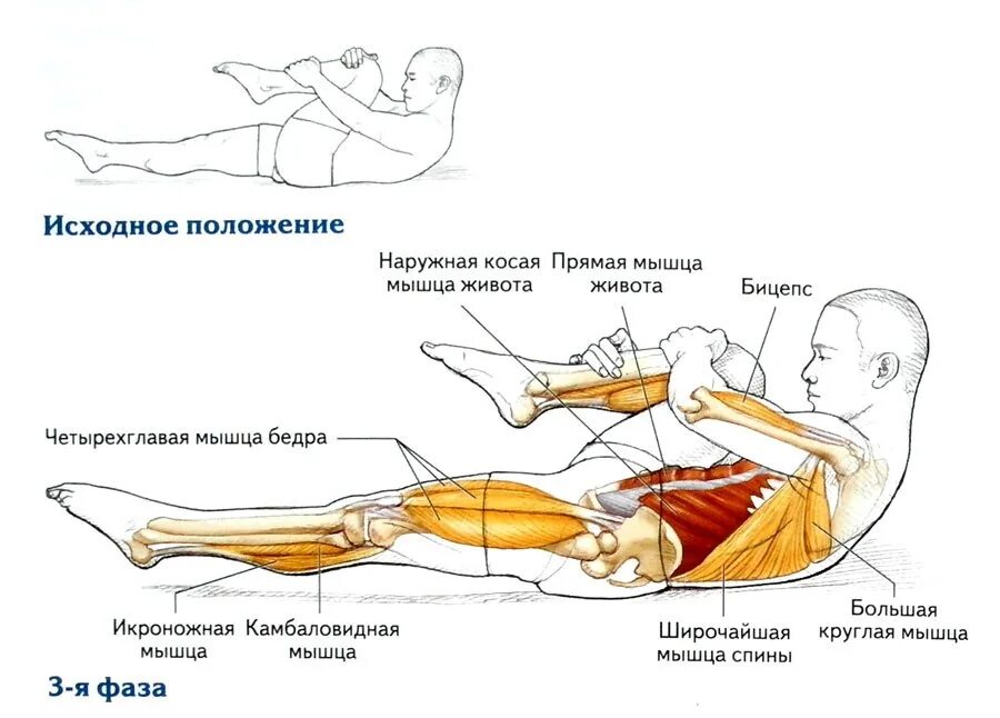 Функции мышц нижних конечностей. Сколько восстанавливаются мышцы после тренировки. Упражнения для растяжки прямой мышцы бедра. Сколько восстанавливаются мышцы ног. Растяжка для восстановления мышц.