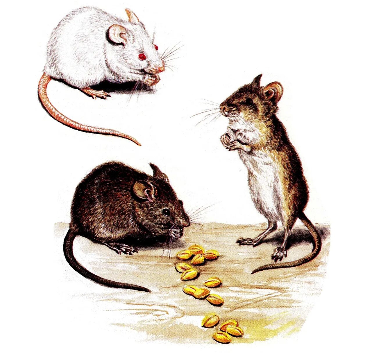 Мыши какая группа животных. Домовая мышь mus musculus linnaeus. мышь полевка и мышь домовая. домовые мыши. серая крыса и домовая мышь.