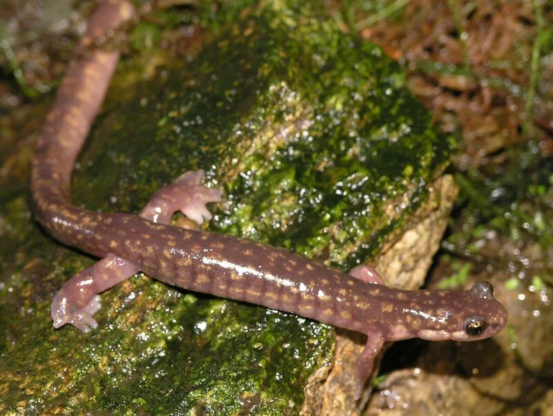 Уссурийский когтистый тритон onychodactylus fischeri. Тритон огненная саламандра. Уссурийск когдиствй тритон. Уссурийский когтистый тритон. Когтистый тритон красная книга.