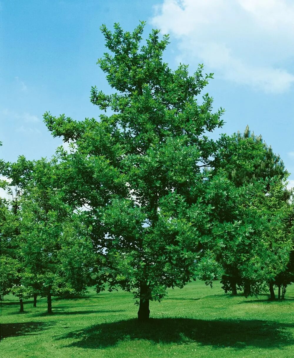 Саженцы лиственных деревьев. Дуб черешчатый (Quercus Robur). Дуб черешчатый (Quercus Robur l.). Дуб черешчатый (Quercus Robur) саженец. Дуб черешчатый молодой.