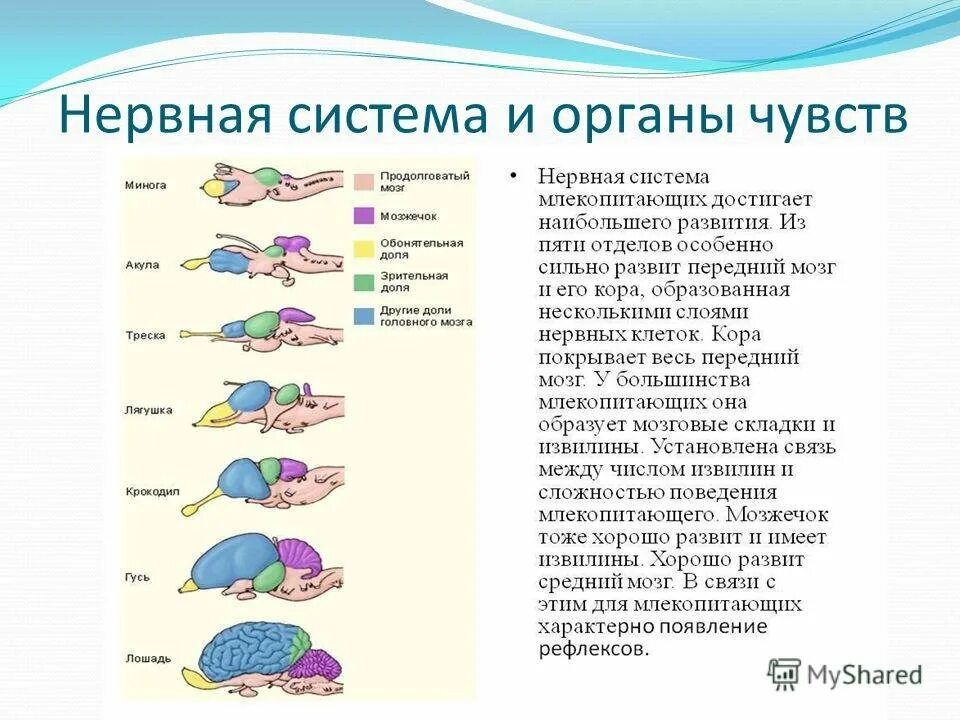 Нервная система млекопитающих 8 класс. Нервная система и органы чувств. Нервная система и органы чувств органы. Эволюция органов чувств у животных. Органы чувсивнервная система млекопитающих.