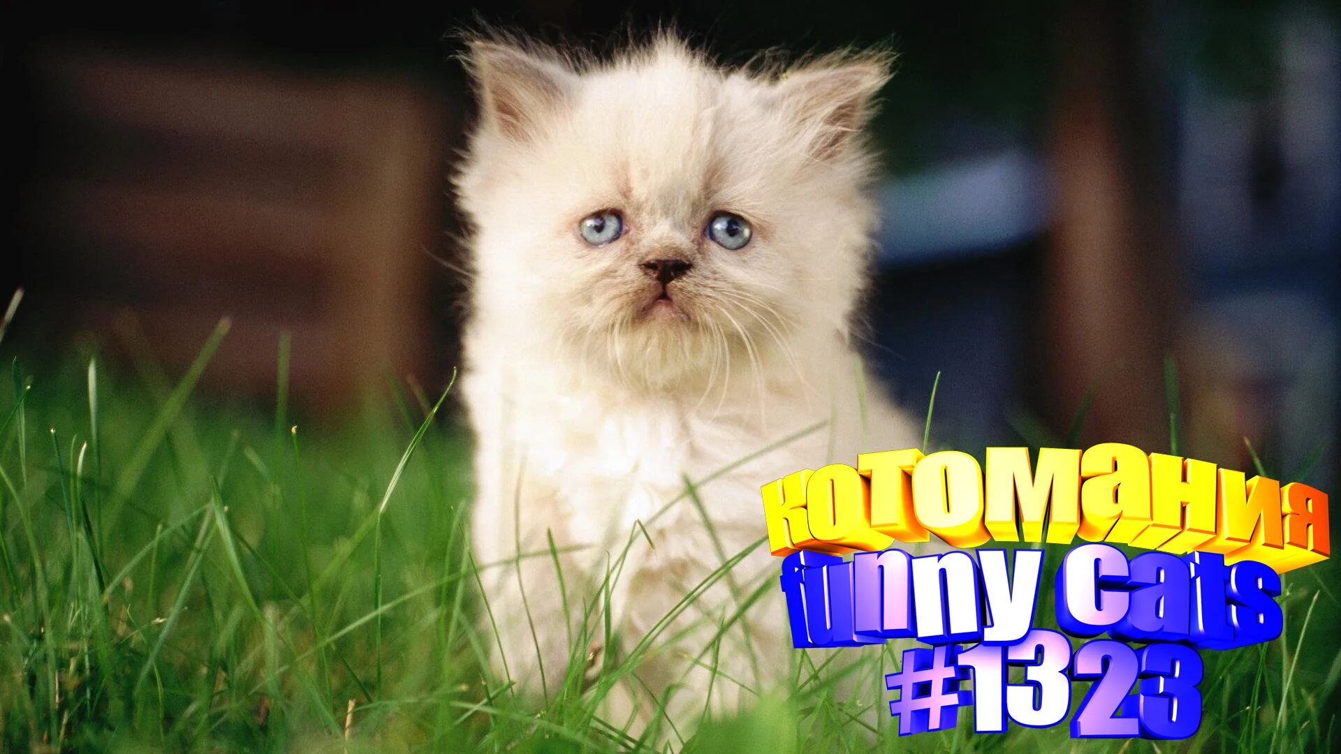 коты друзья. канал котиков. музыкальных котов клипы. клипы котят. клип котик.