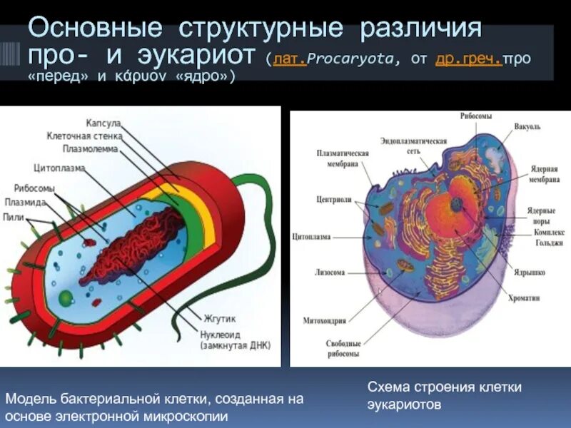 Клетка прокариот функции. Ядерная мембрана прокариот и эукариот. Эукариоты есть ядро. Строение клетки эукариот. Строение прокариот и эукариот.