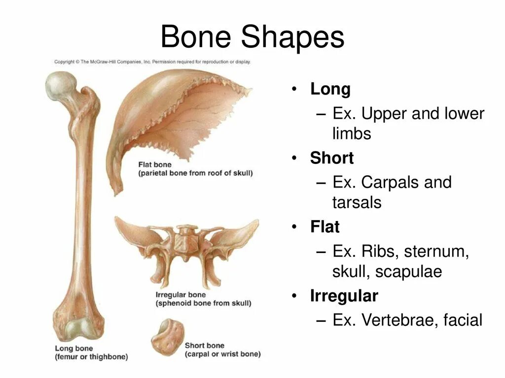 Bone bone shape. Irregular bones. short bones. bone structure. кость 6.